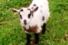 Chèvre